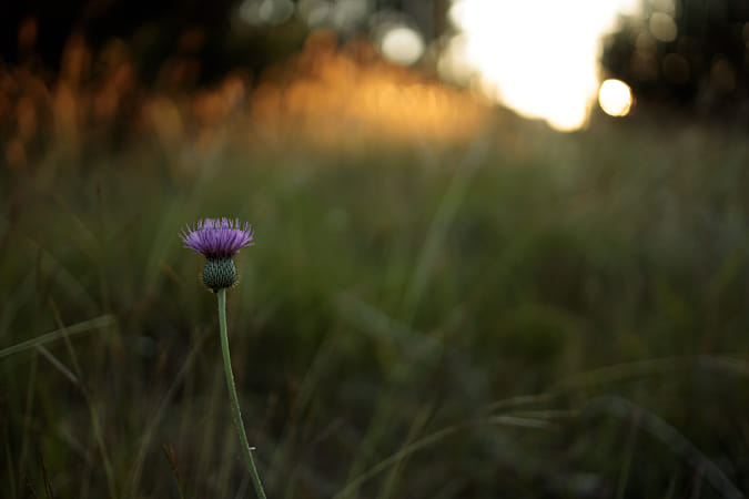 Lente Canon RF 35mm f/1.8 IS STM MACRO