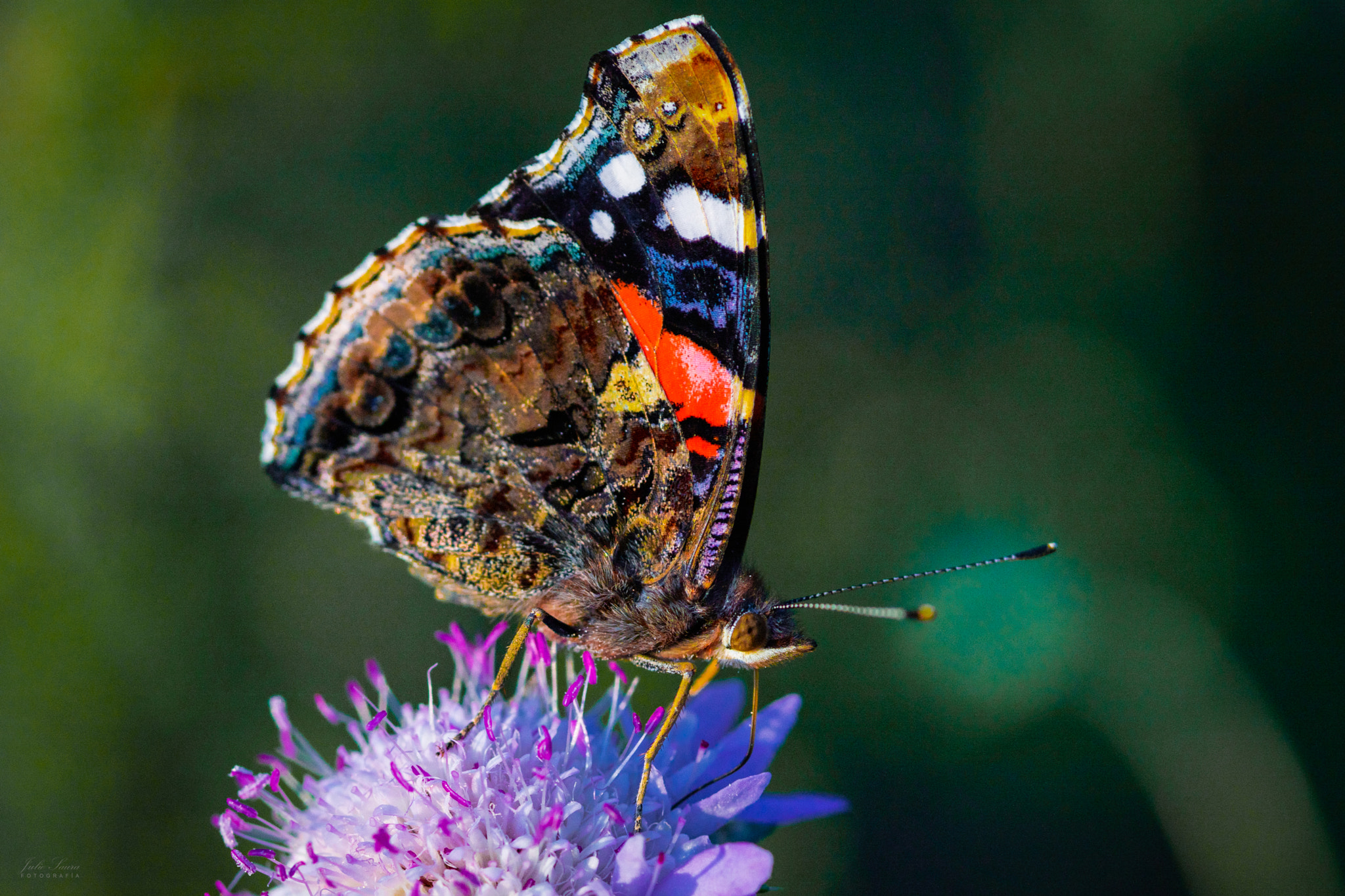 Foto tomada con Tokina Firin 100 mm f/2.8 FE Macro 1016355048