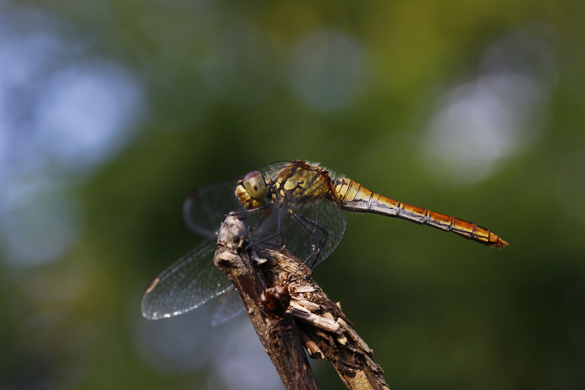 Canon EOS 600D / Rebel T3i / Kiss X5 sample photo 271805641