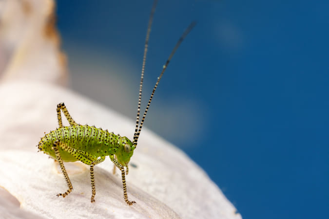 Canon MP-E 65 mm f/2.8 1-5X Macro Photo sample photos page 1