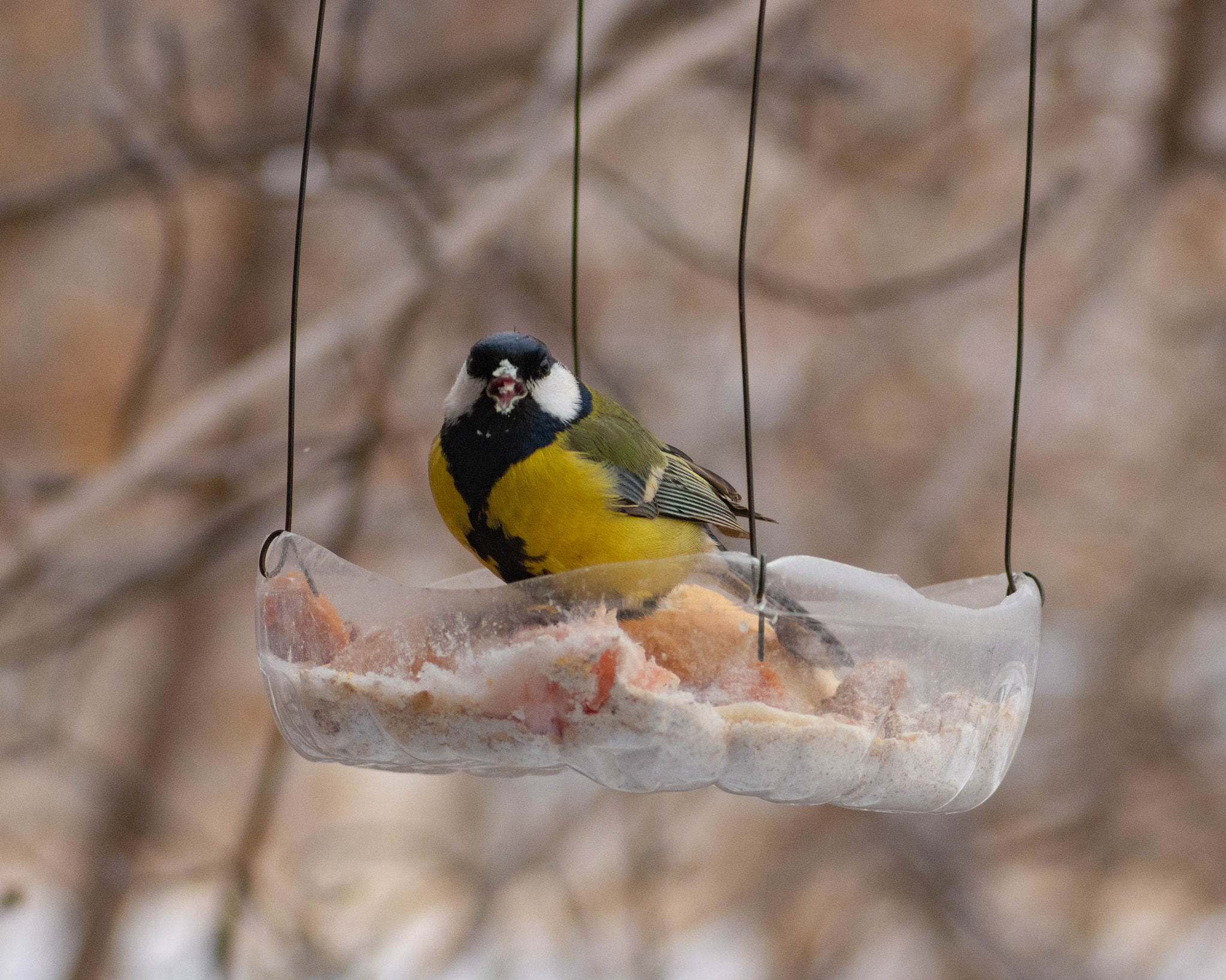 Foto tomada con Tokina AT-X 828 PRO AF 80-200 mm f/2.8 286243093