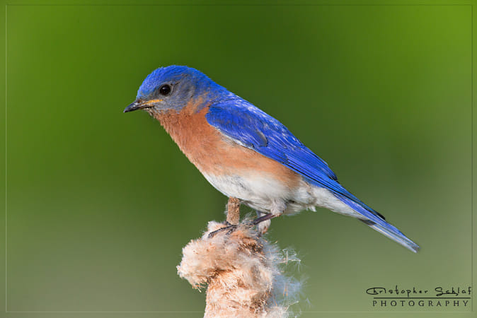 Bird Feature: Eastern Bluebird –